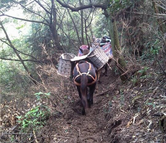 南海区马帮运输公司