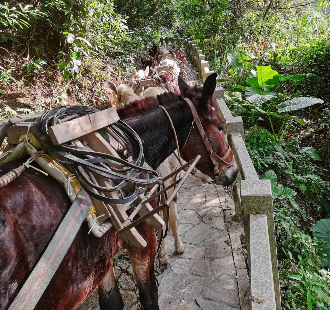 南海区马队运输