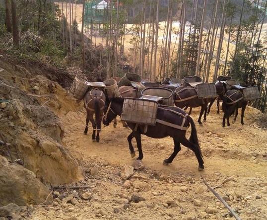 南海区山区马队运输