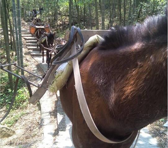 南海区骡马队运输