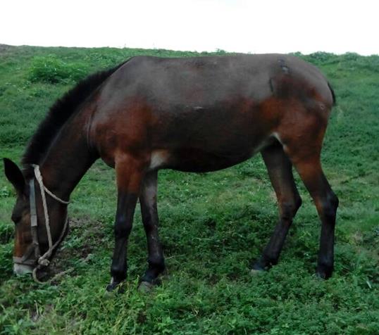 南海区骡马搬运
