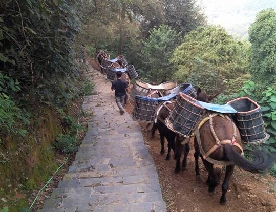 南海区骡马运输电话