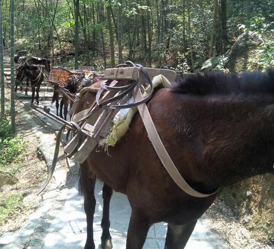 南海区山路骡马运输
