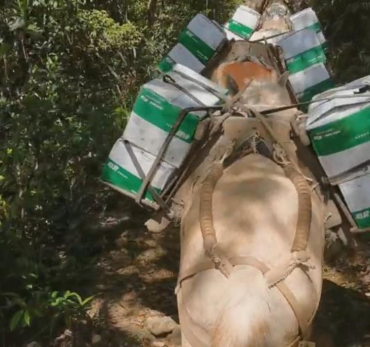 南海区骡马山路运输