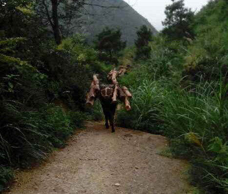 南海区骡马运输