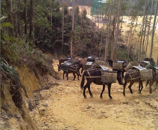 南海区马帮山路运输