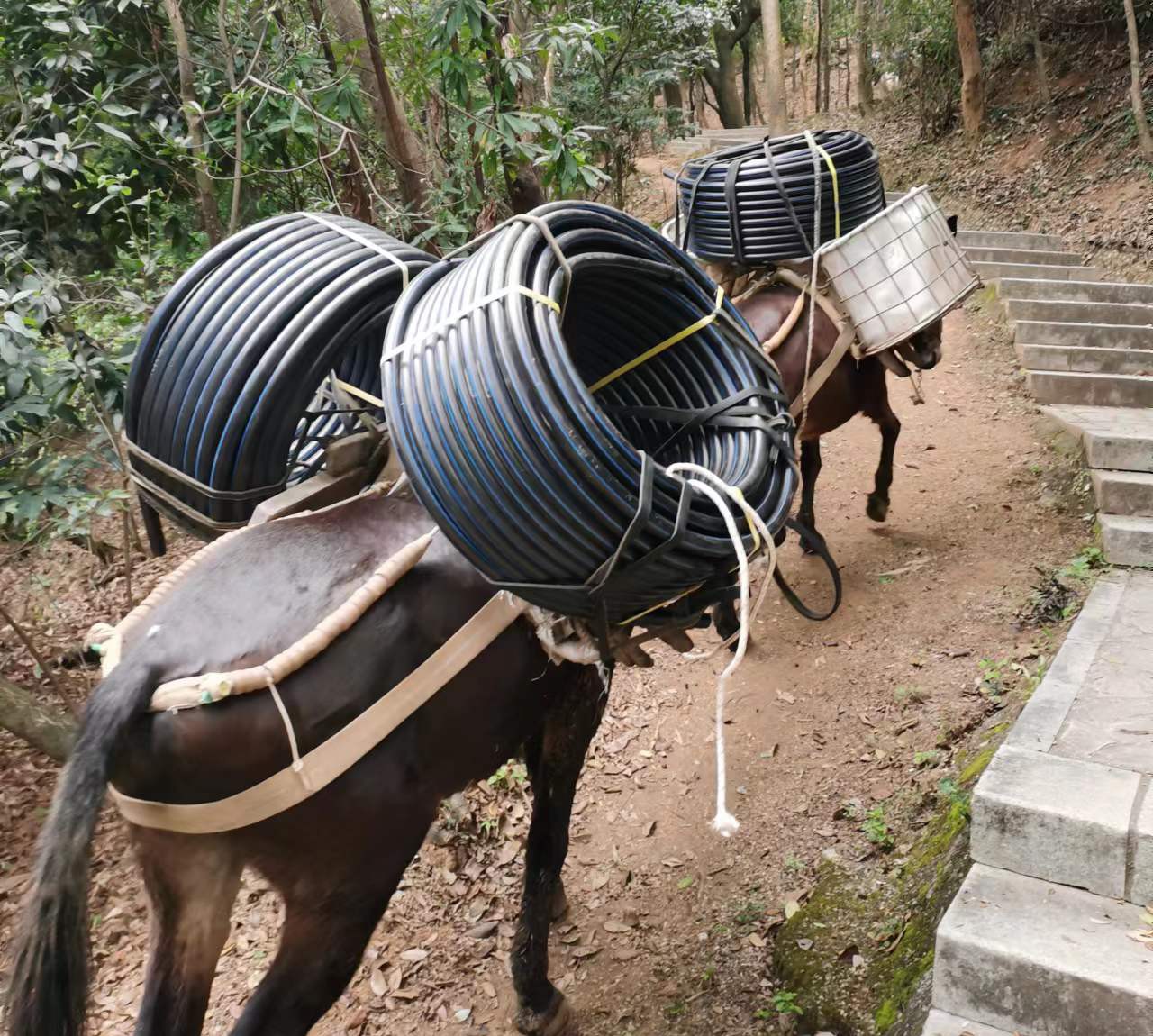 南海区马帮运输