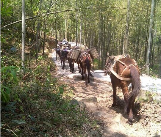 南海区马帮运输电话