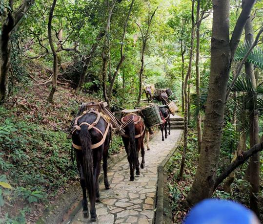 南海区马队运输电话