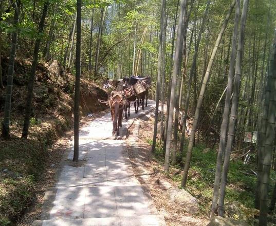 南海区马队运输公司