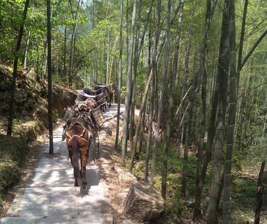 南海区山路马队运输