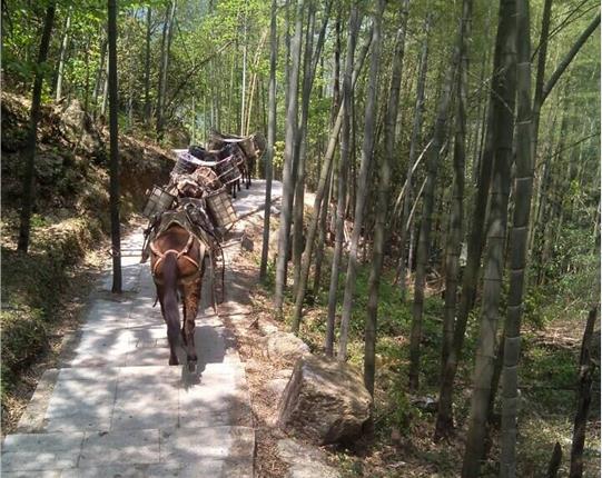 南海区山区骡马运输